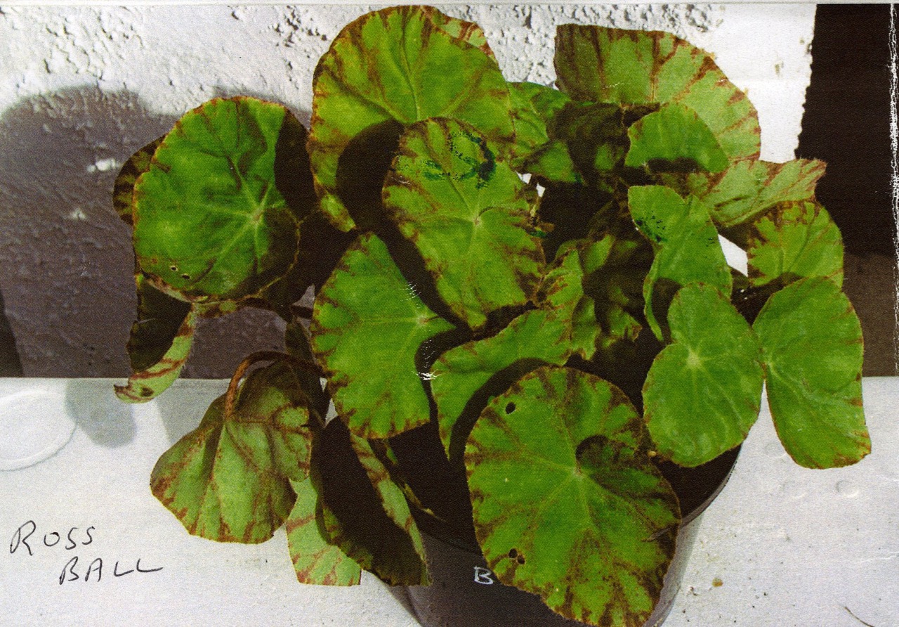 B. ‘Ross Ball’
